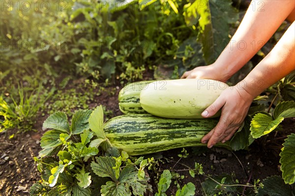 Gardener harvesting fruit in garden