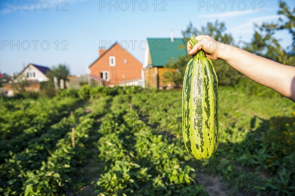 Gardener harvesting fruit in garden