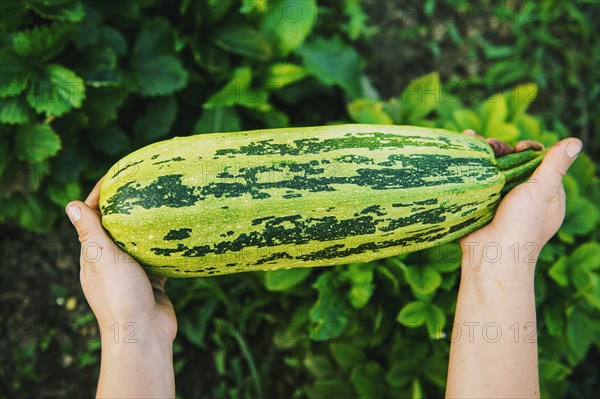 Gardener harvesting fruit in garden