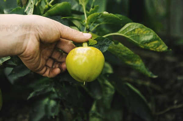 Gardener harvesting fruit in garden