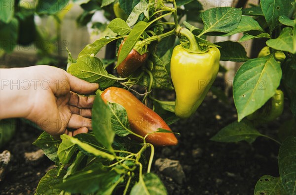 Gardener harvesting fruit in garden