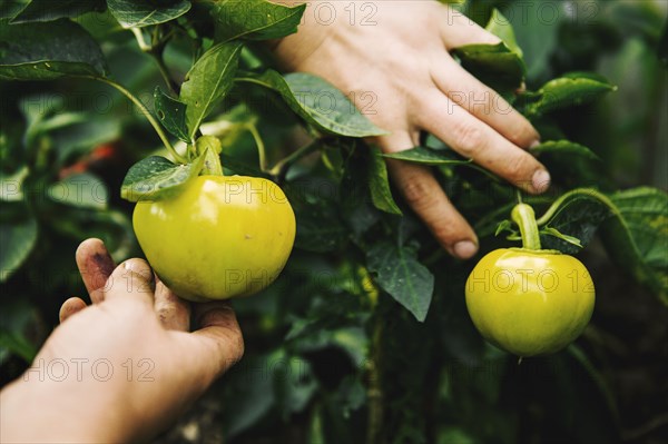 Gardener harvesting fruit in garden