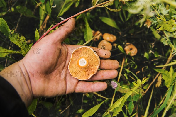 Gardener harvesting mushrooms in grass