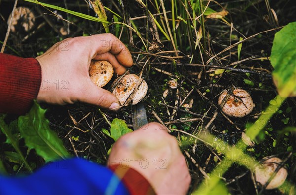 Gardener harvesting mushrooms in grass