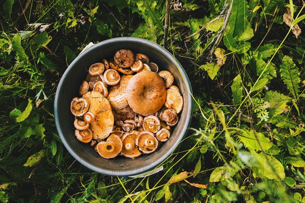 Bucket of mushrooms in grass