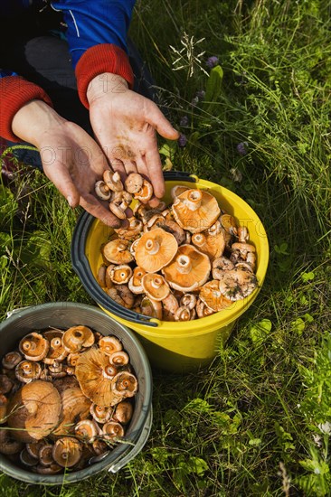 Gardener gathering mushrooms in bucket