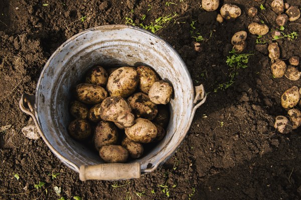 Bucket of potatoes in garden