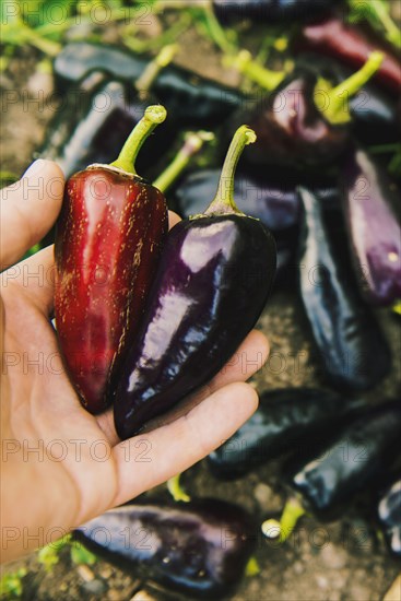 Gardener harvesting peppers in garden