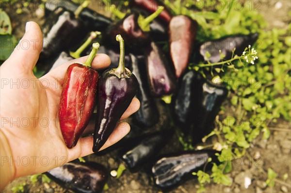 Gardener harvesting peppers in garden