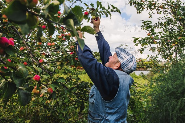 Caucasian farmer picking fruit from tree