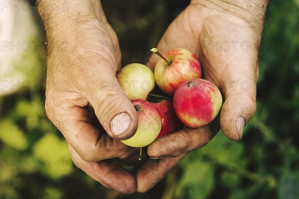 Caucasian farmer holding fruit