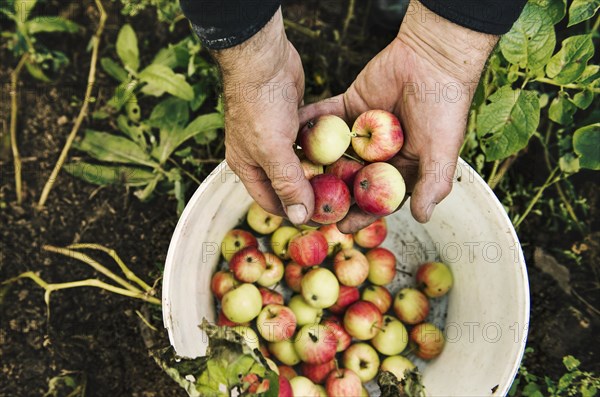 Caucasian farmer holding fruit