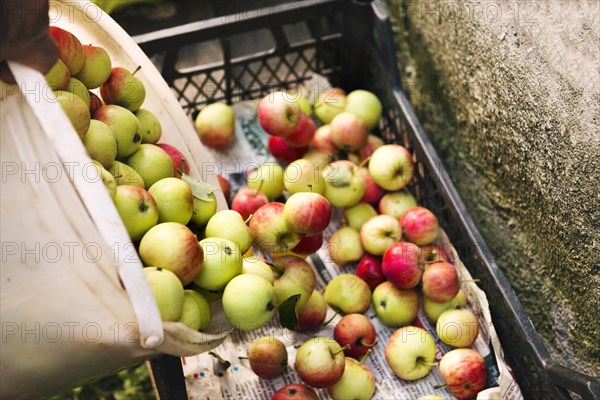 Apples gathered in crate