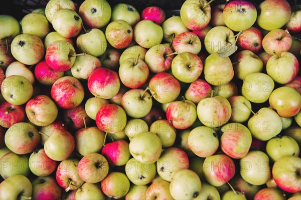 Close up of pile of apples