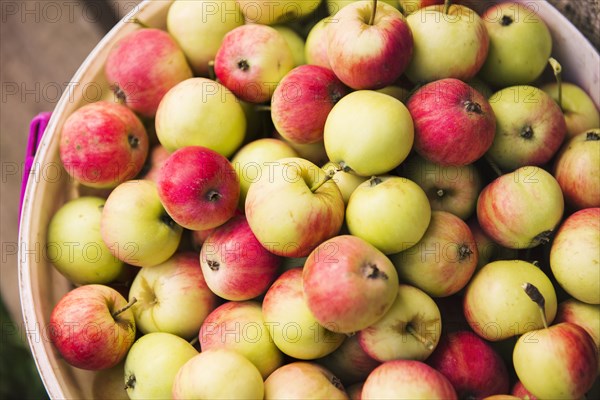 Close up of pile of apples