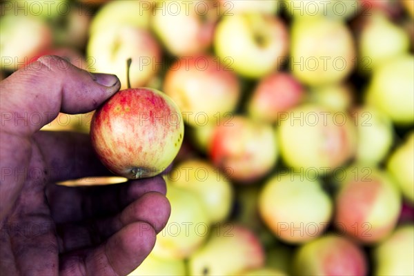 Close up of farmer holding apple