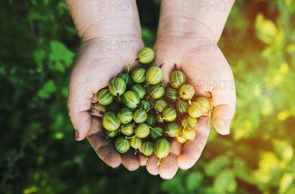 Close up of hands holding gooseberries