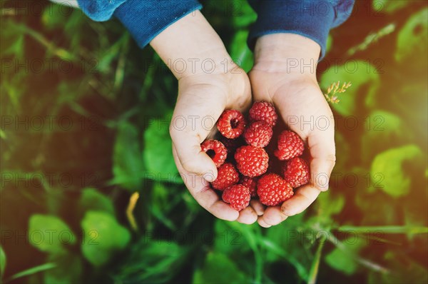 Close up of hands holding raspberries