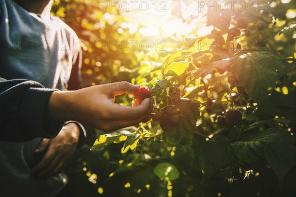 Close up of boy picking raspberry