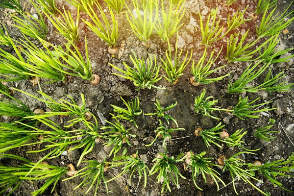 High angle view of sprouting plants in dirt