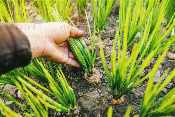 Hand picking vegetable in dirt