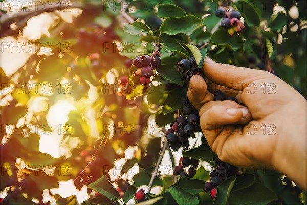 Low angle view of hand picking blueberry