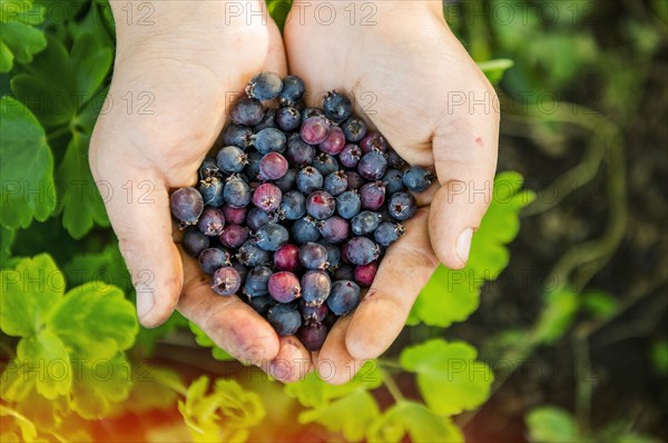 High angle view of hands holding blueberries