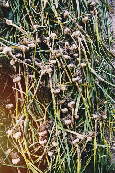 High angle view of pile of garlic shoots