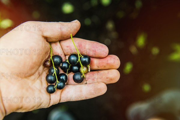 High angle view of hand holding blueberries