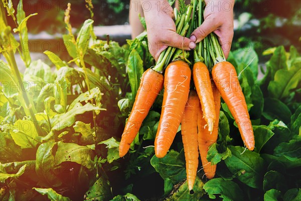 Hands holding carrots in garden