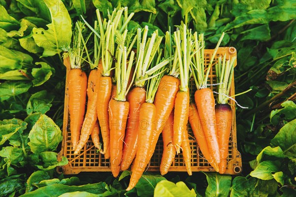 Crate of carrots in garden