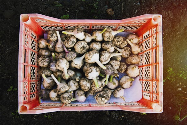 Crate of garlic bulbs in garden