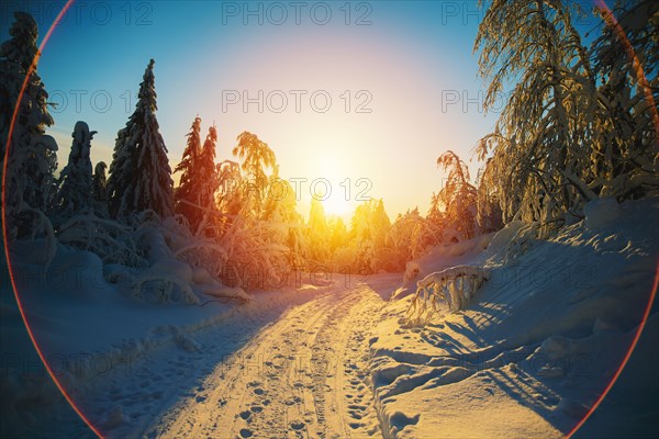 Sun rising over snowy forest