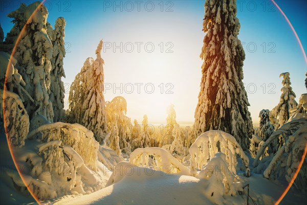 Sun rising over snowy forest