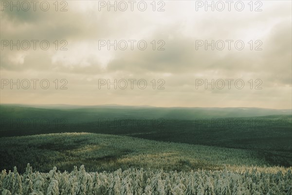 Forests in remote landscape