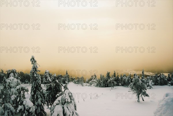 Forest on snowy remote mountain