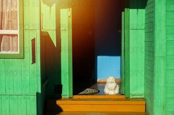Cat sitting in sunny green doorway