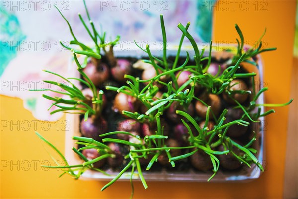 High angle view of sprouting seedlings in tub