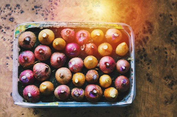 Close up of onions in tub