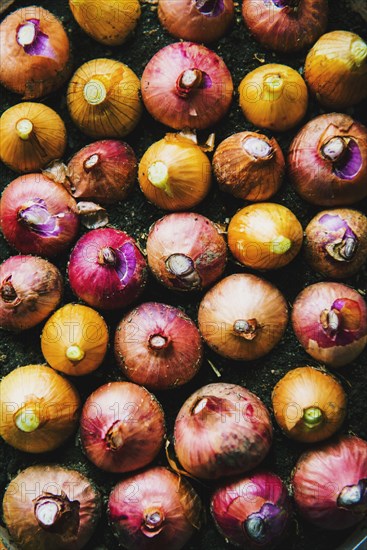 Close up of variety of onions