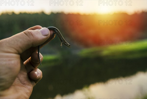 Hand holding lizard at sunset
