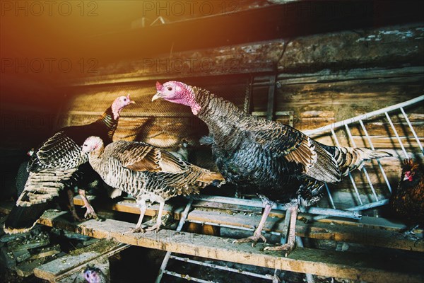 Turkeys standing on wooden board in coop