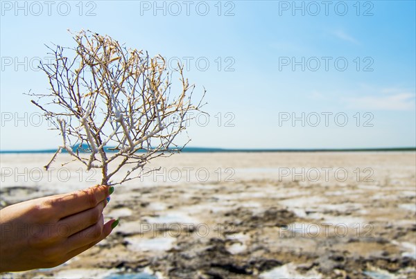 Hand of woman holding seaweed at beach