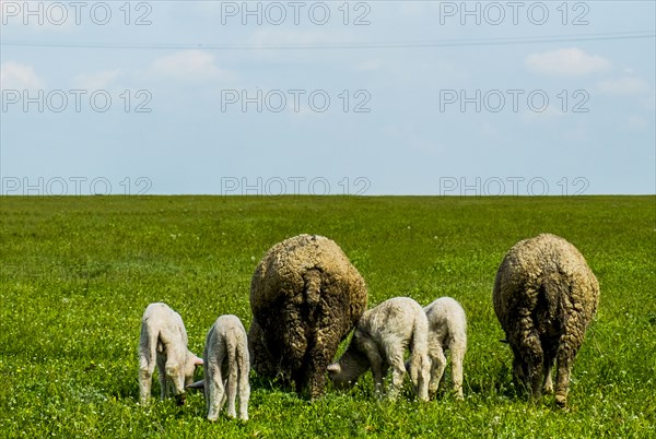 Rear view of sheep grazing in grass field