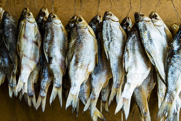 Sun-dried fish hanging on hooks