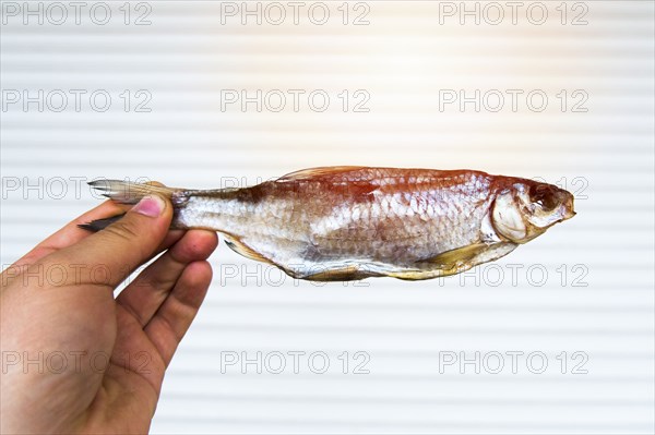 Hand holding stiff sun-dried fish