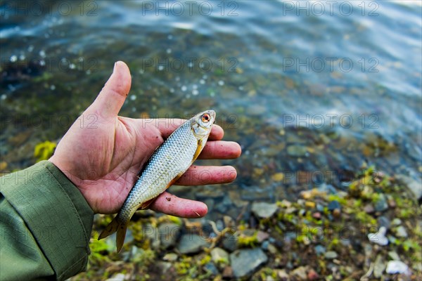 Hand holding small fish at river