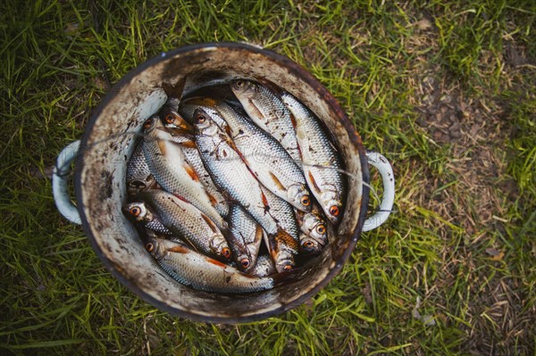 Bucket of fish on grass