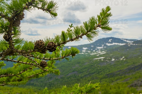 Close up of pine cones on pine tree branch