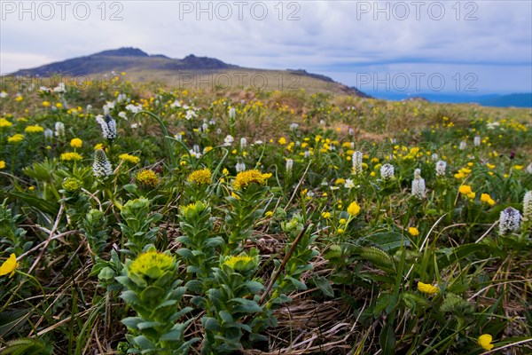 Flowers in mountain field